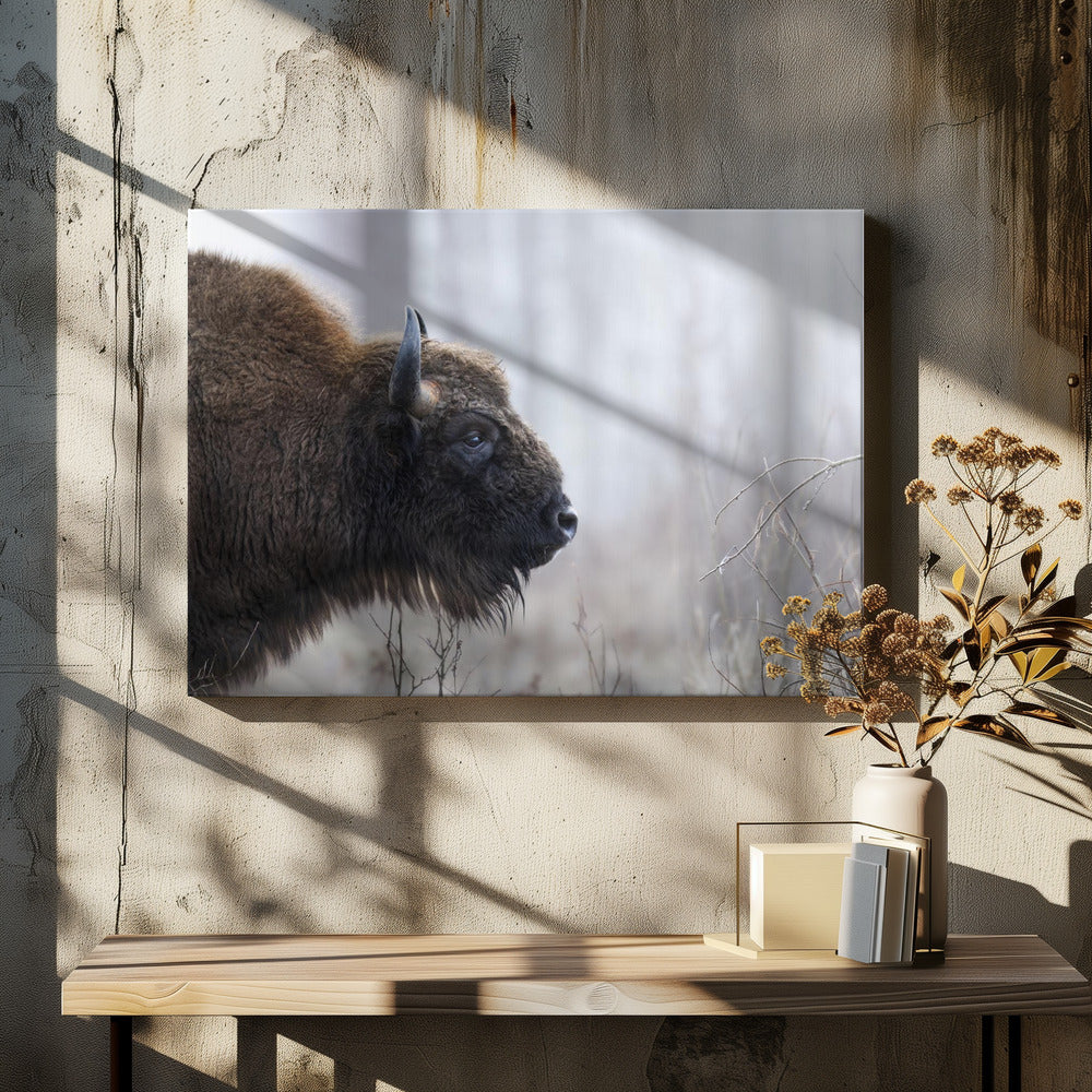 Bisons profil | Lærredsbilleder