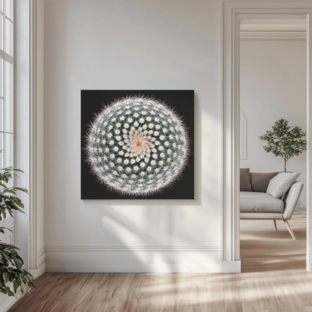 Notocactus scopa | Tableaux sur Toile