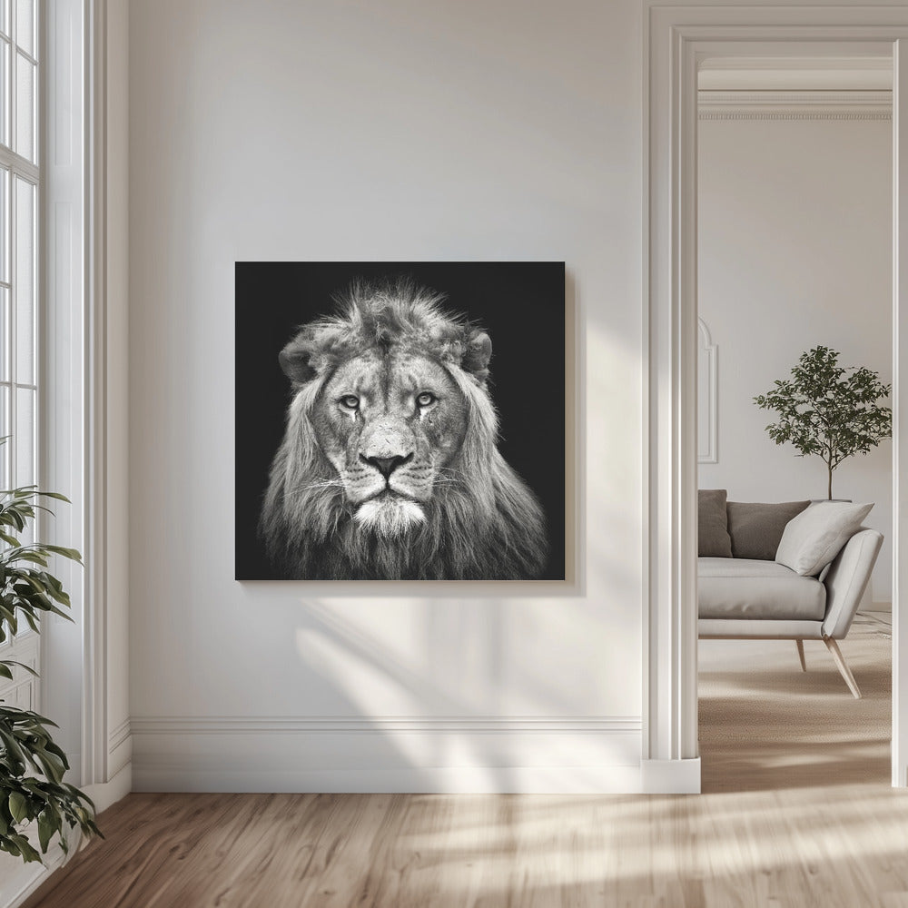 Young Male Lion | Canvas