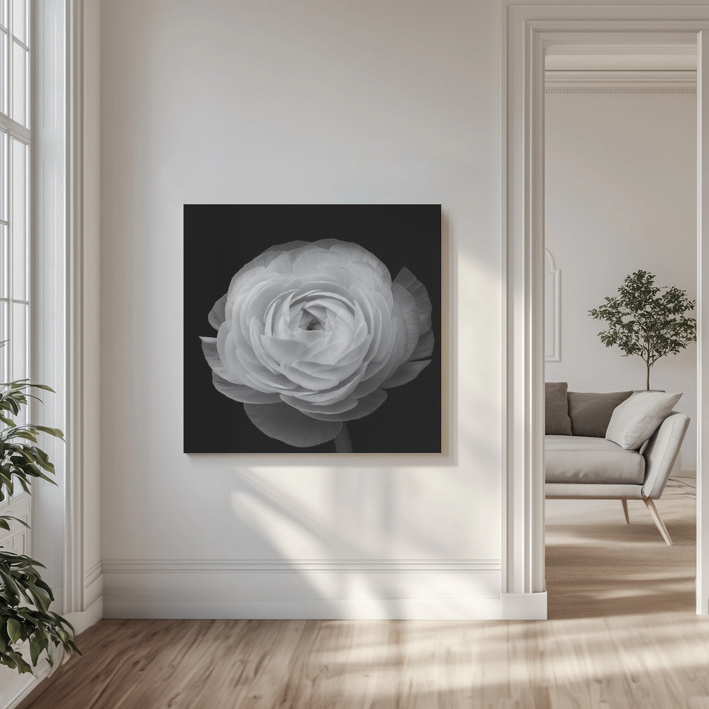 Ranunkel | Canvas