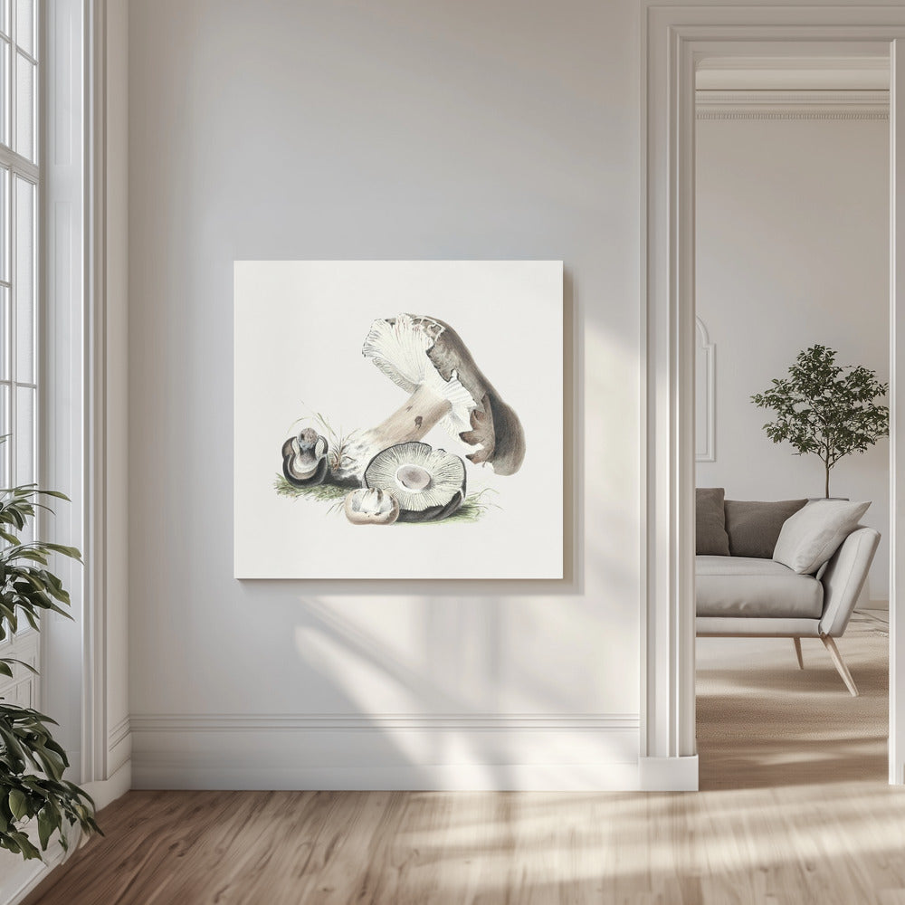 Champignon Agaricus Augustus vintage | Tableaux sur Toile