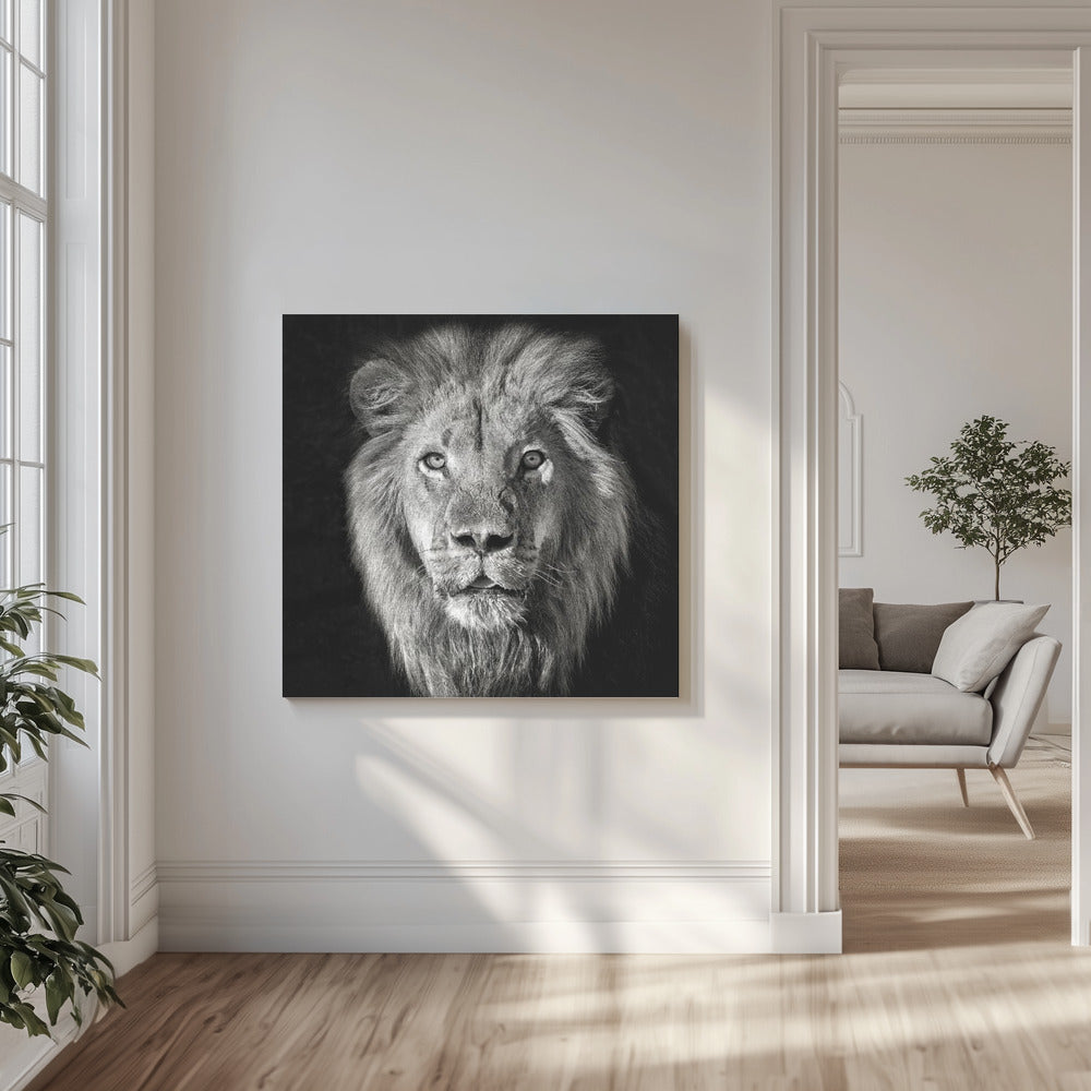 Løveportræt - Panthera Leo | Lærredsbilleder