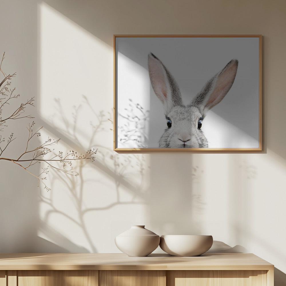 Kikker Kanin | Plakater - Kunsttryk