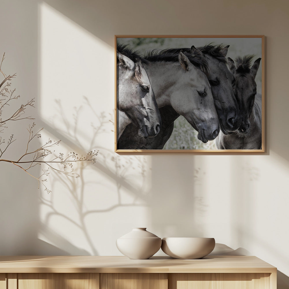 Quattro cavalli Konik | Poster - Stampe d’Arte