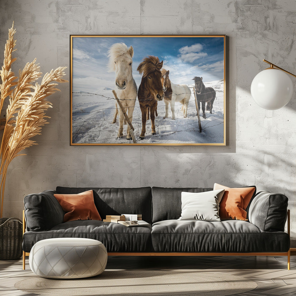 Coiffure islandaise | Posters - Affiche Artistique