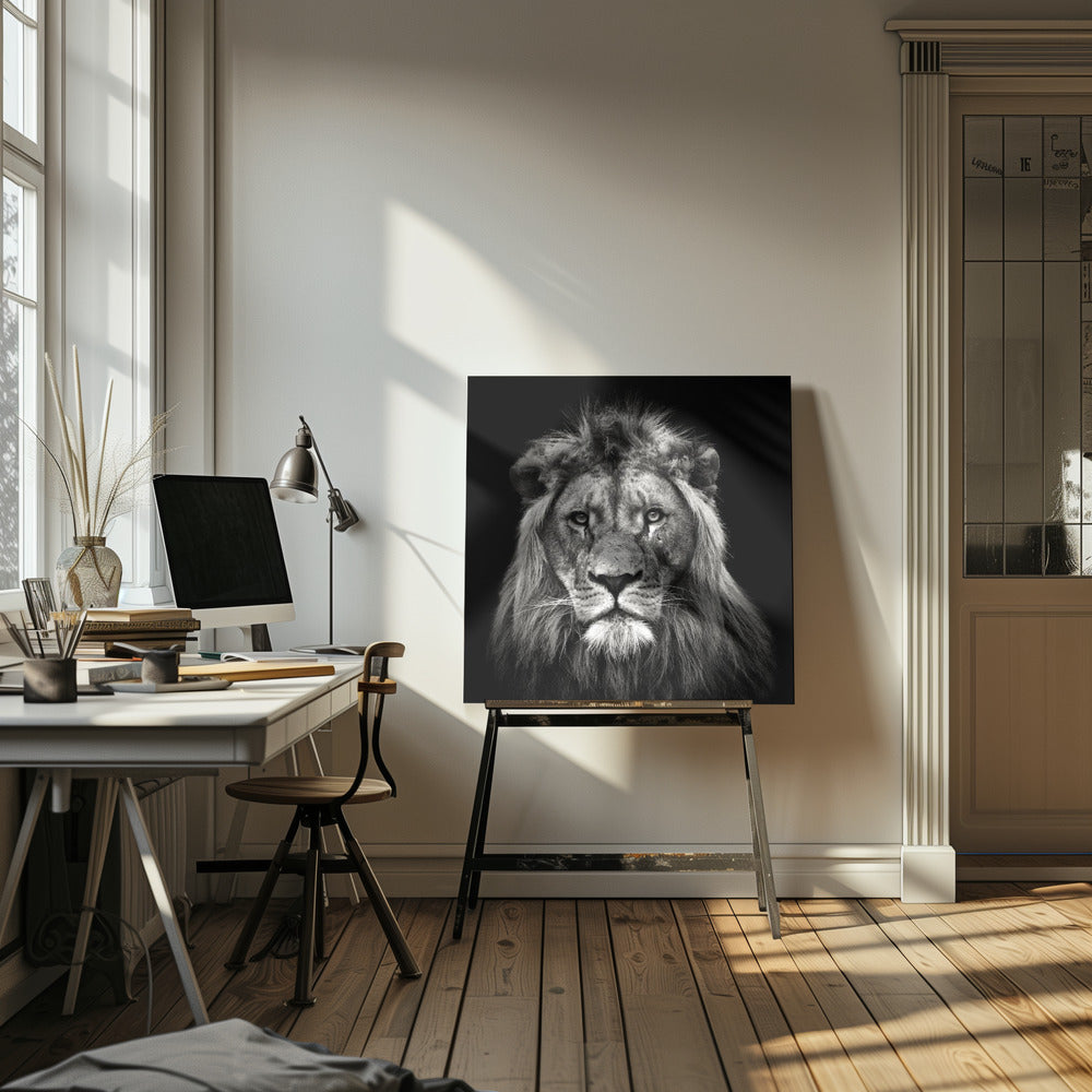 Jeune lion mâle | Toile