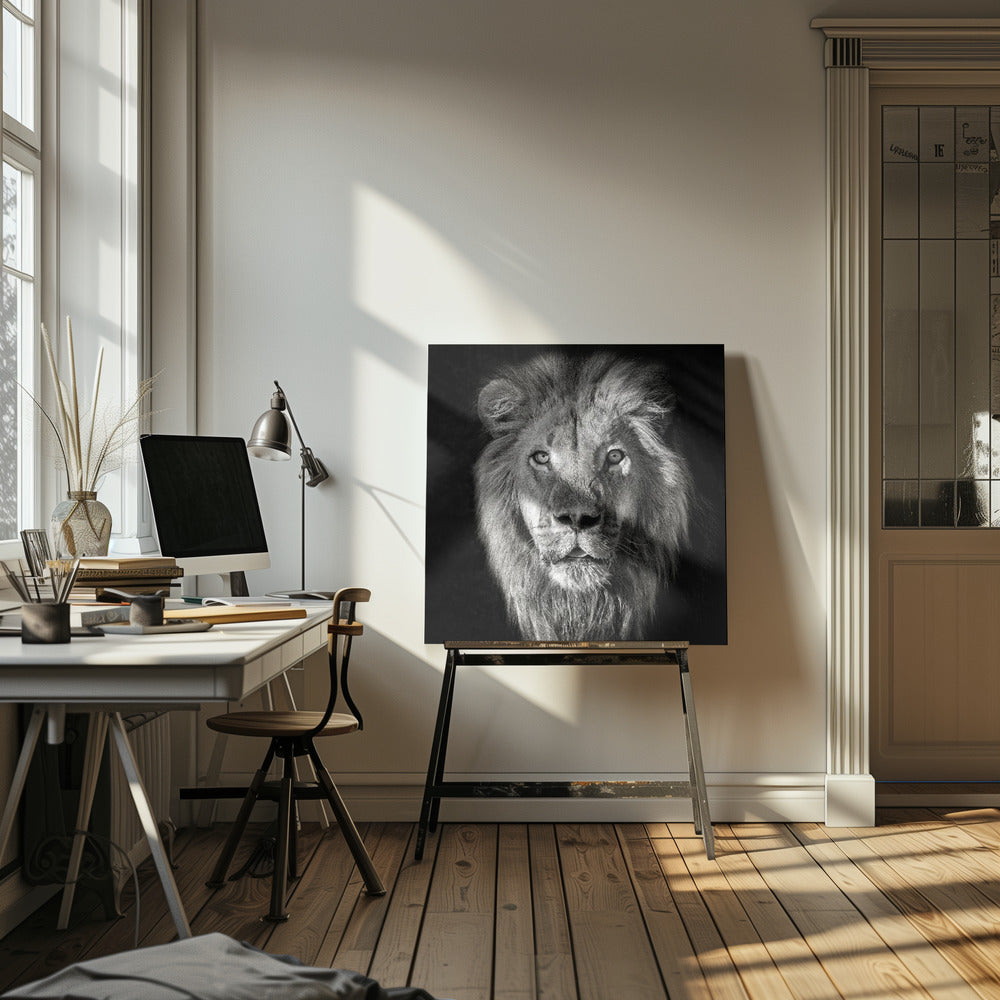 Løveportræt - Panthera Leo | Lærredsbilleder