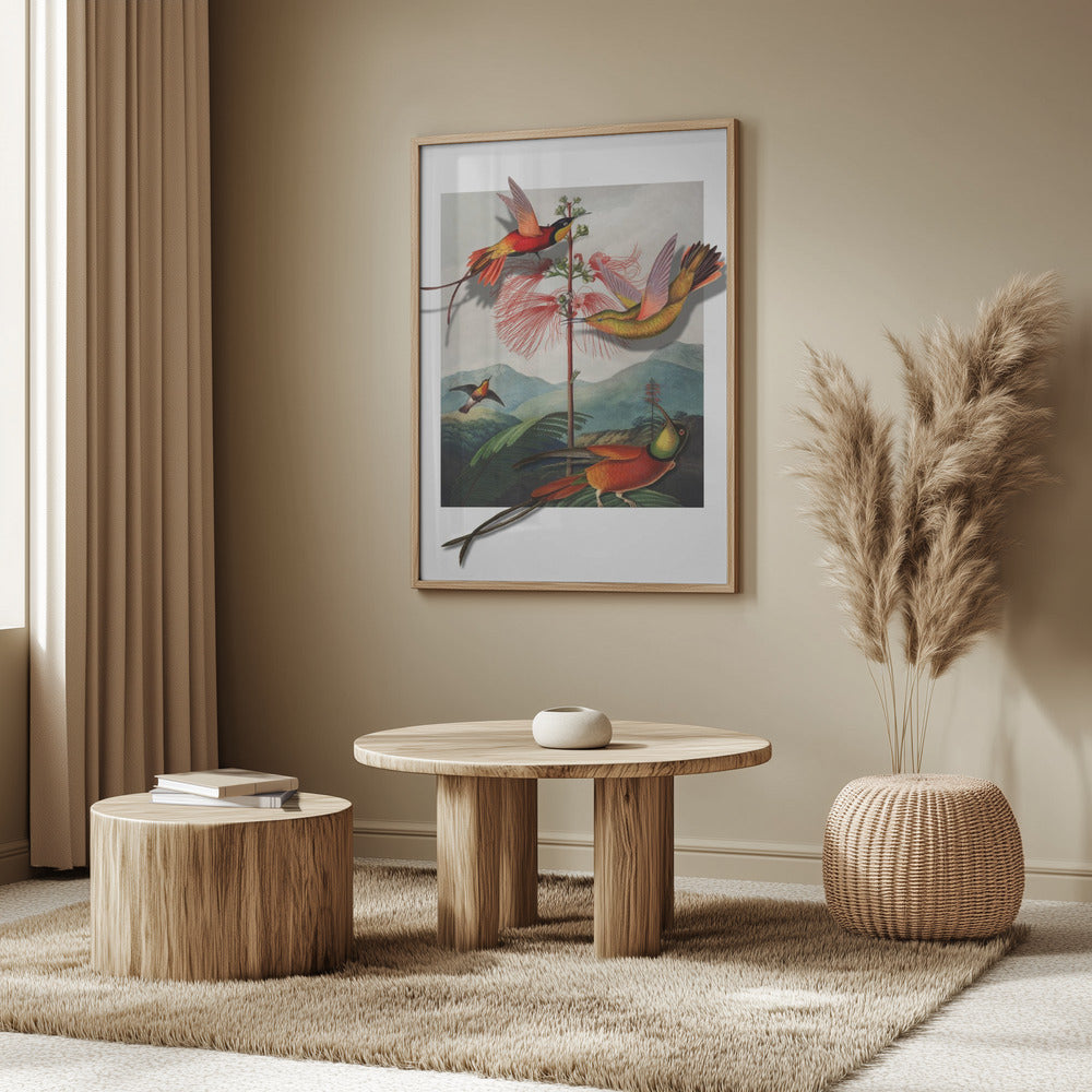 Mimosa Grandiflora | Poster