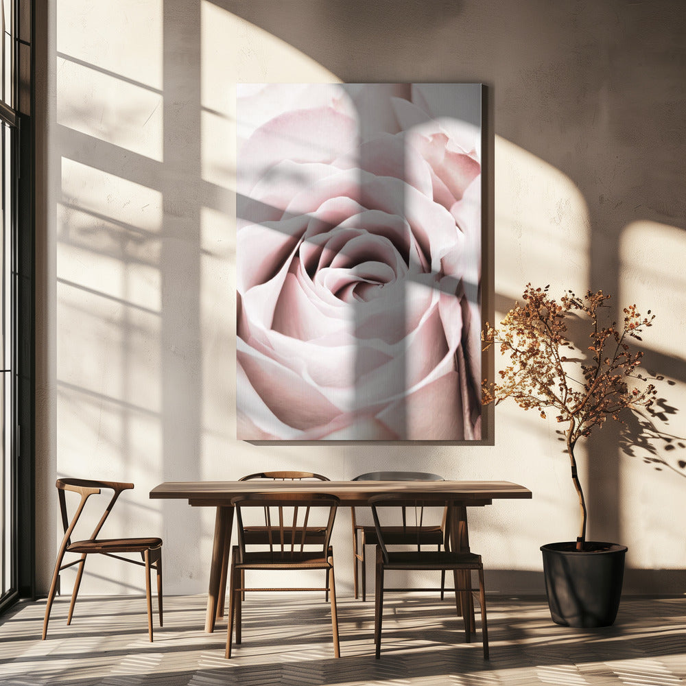 Pink Rose No 06 | Canvas