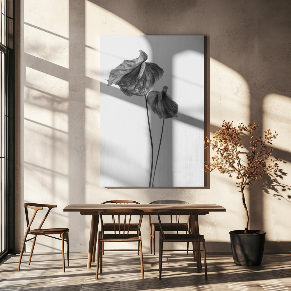 Anthurium | Toile