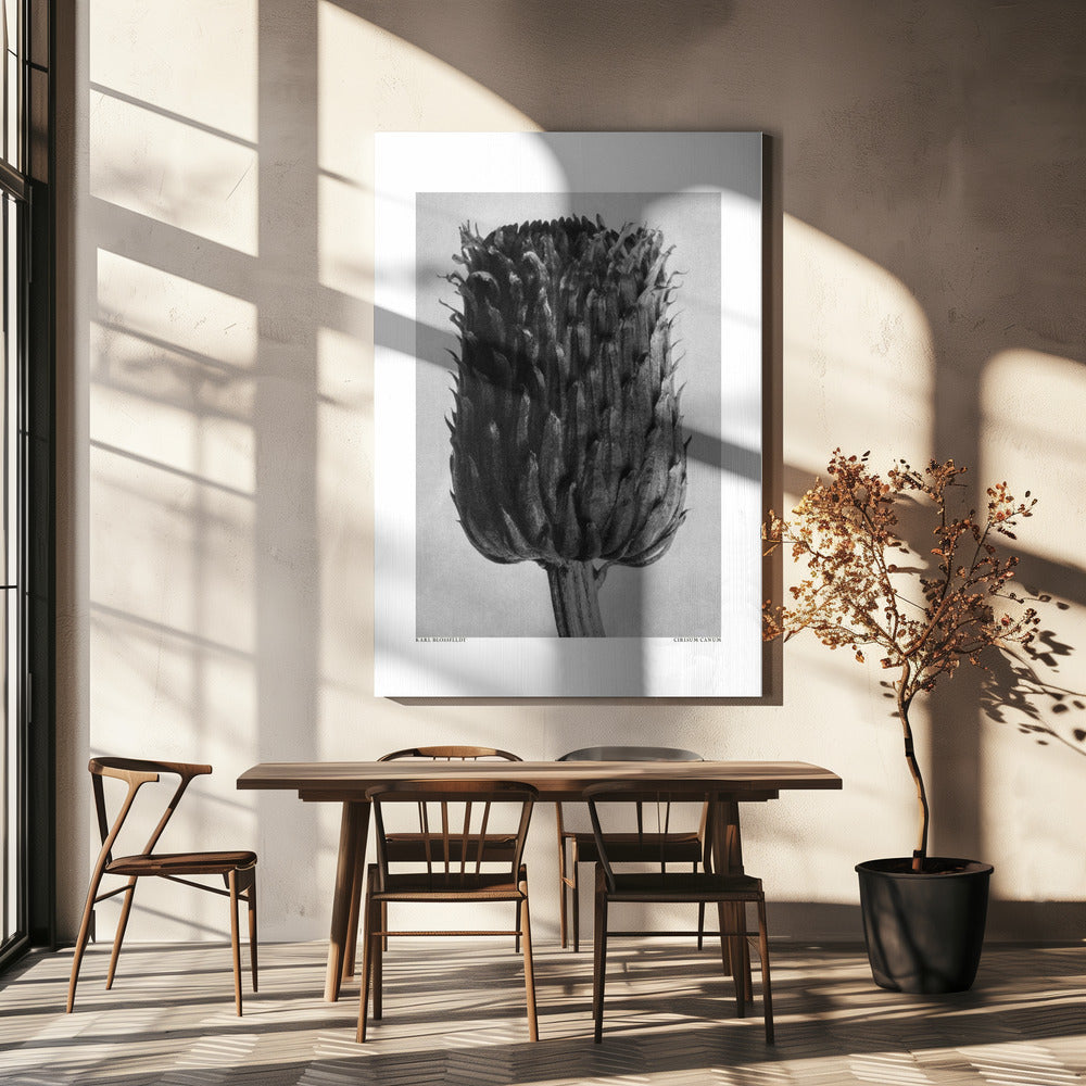 Cirsium Canum (Chardon) | Toile