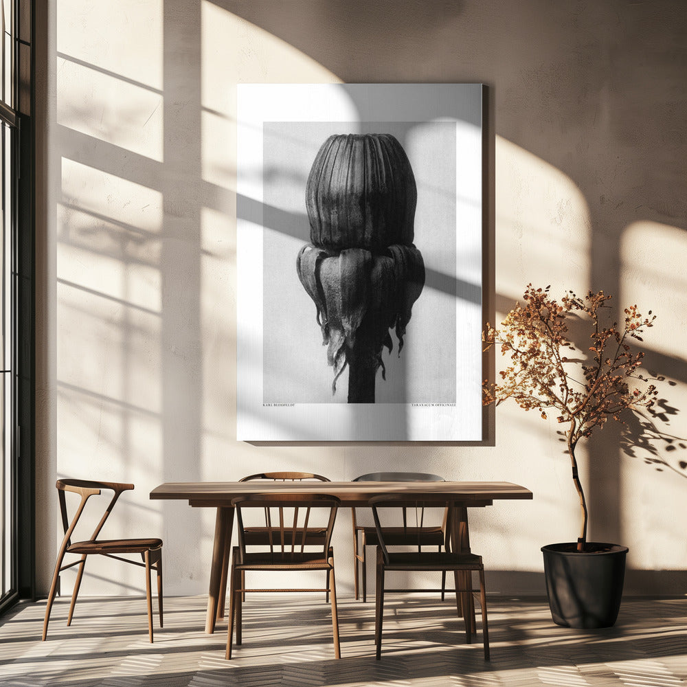 Taraxacum officinale | Toile