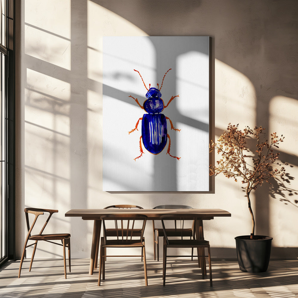 Ophonus minimus | Canvas