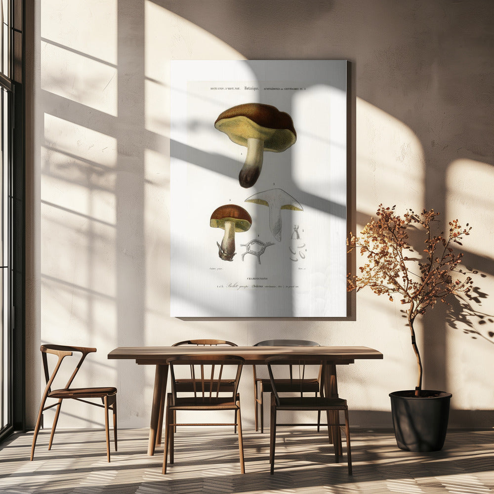 Champignon (boletus circinans) | Tableaux sur Toile