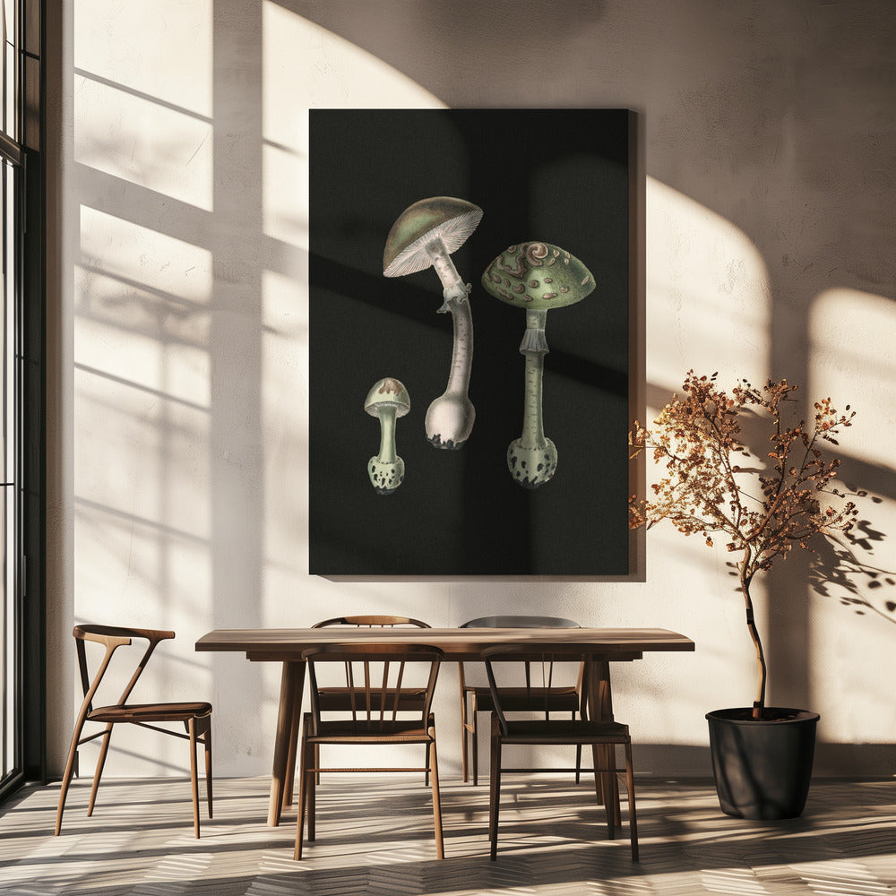 Amanita Muscaria Fond sombre | Tableaux sur Toile