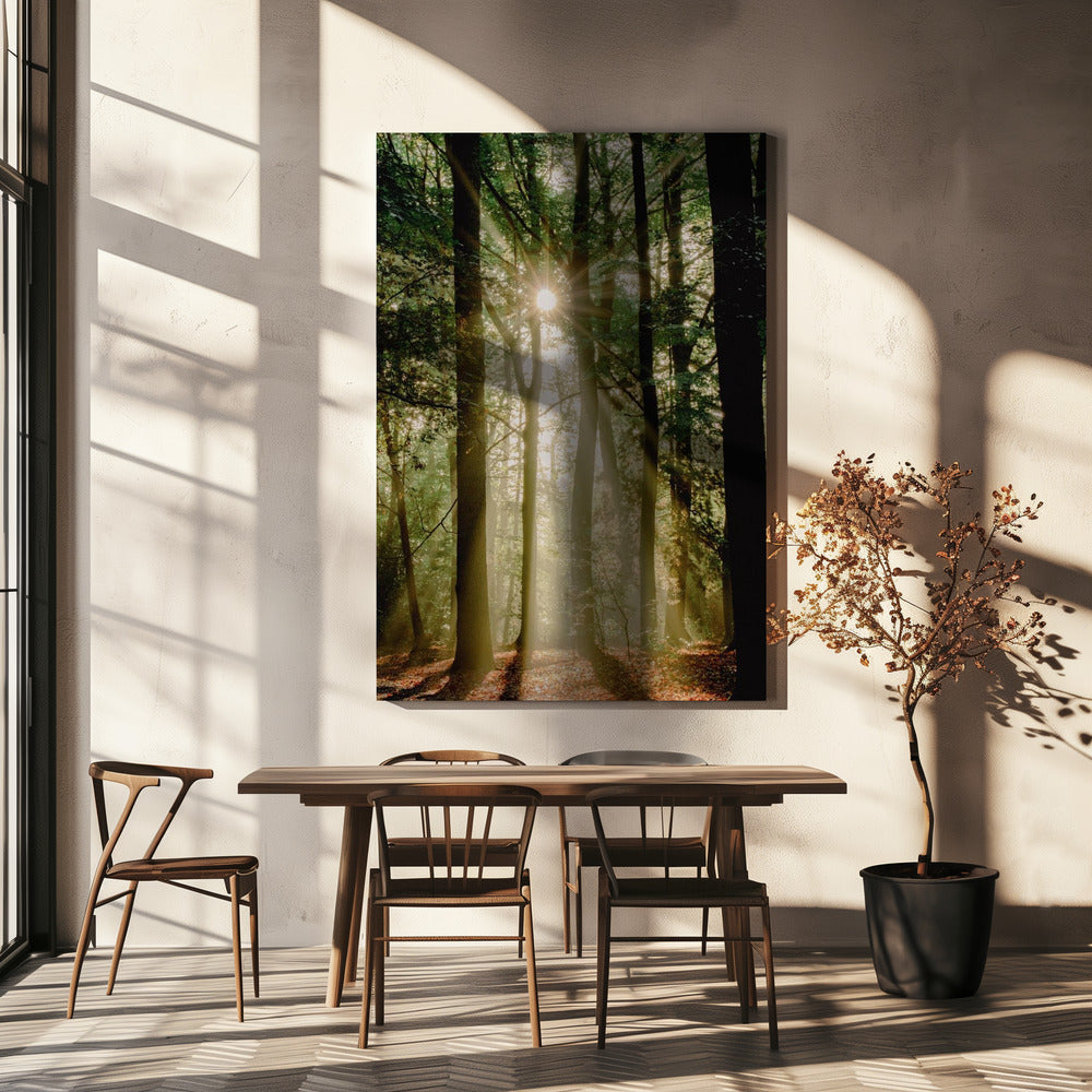Rayons de soleil à travers la forêt | Toile