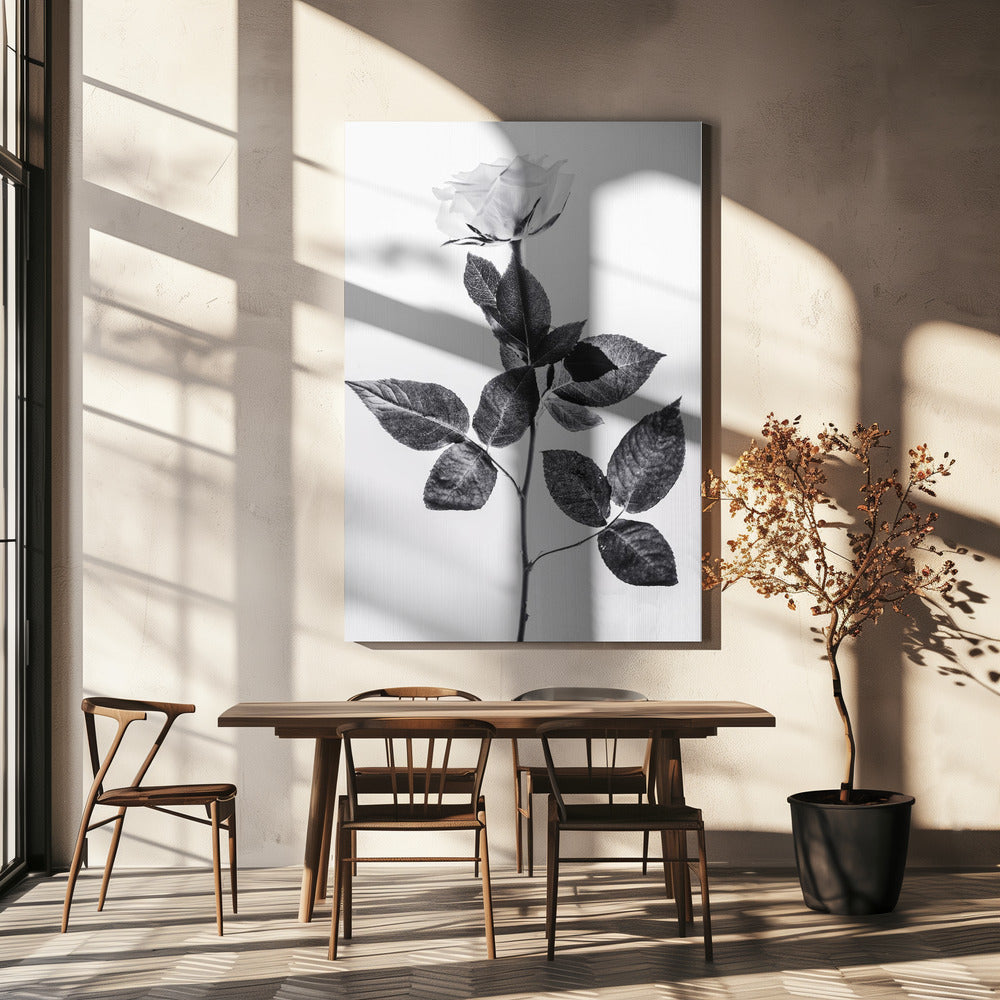 Rose | Canvas