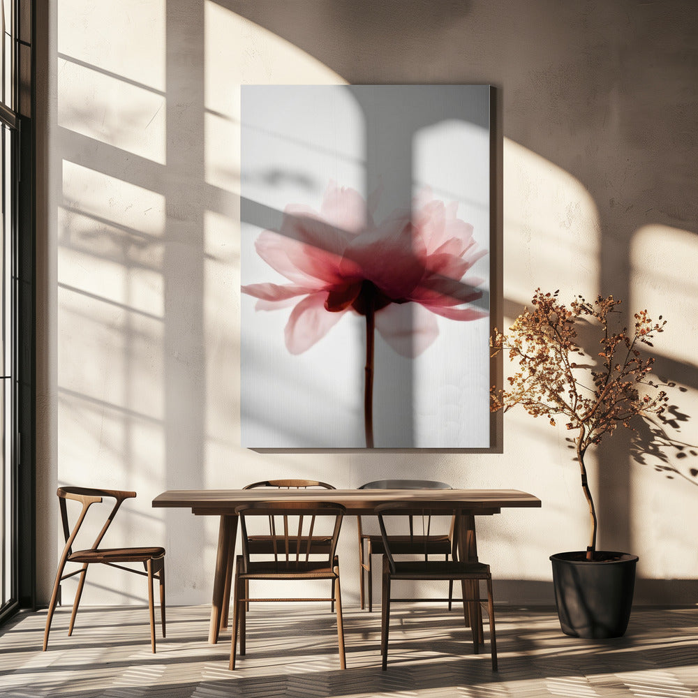 Pink Peony | Canvas