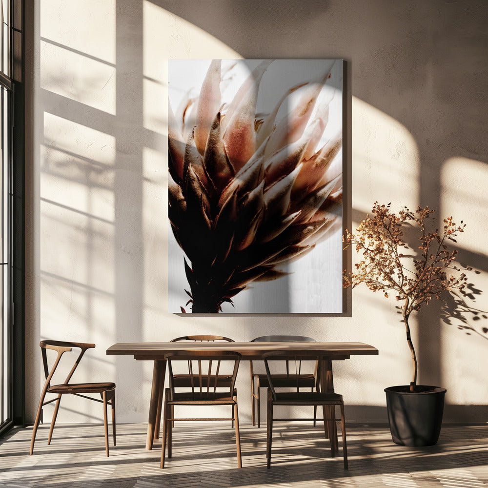 Protea | Canvas