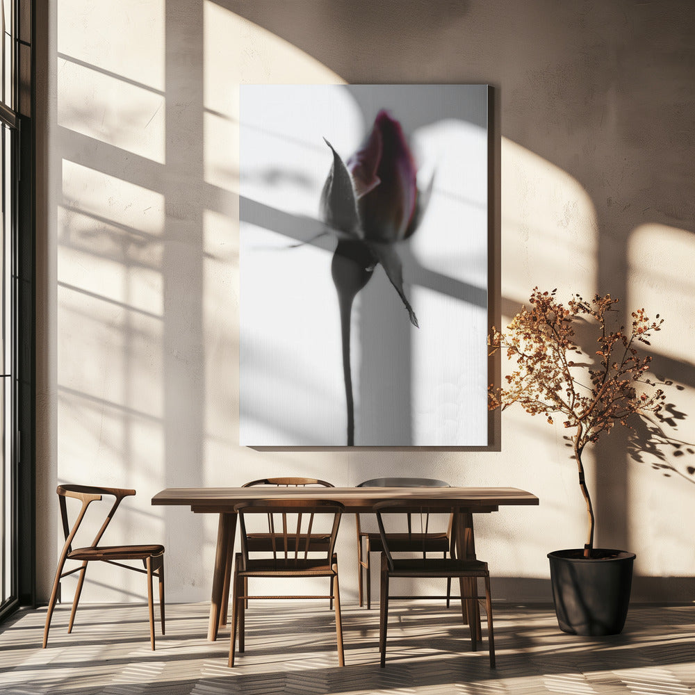 Elegant Rose | Canvas