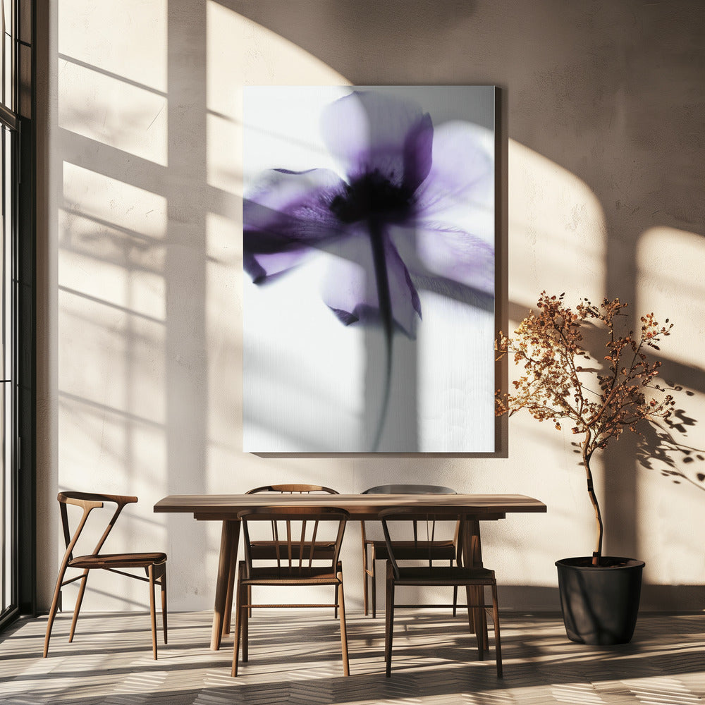 Purple Poppy | Canvas