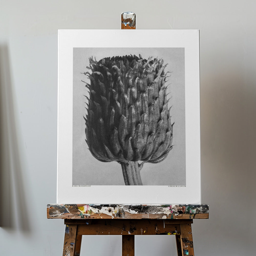 Cirsium Canum (Cardo) | Stampe su Tela