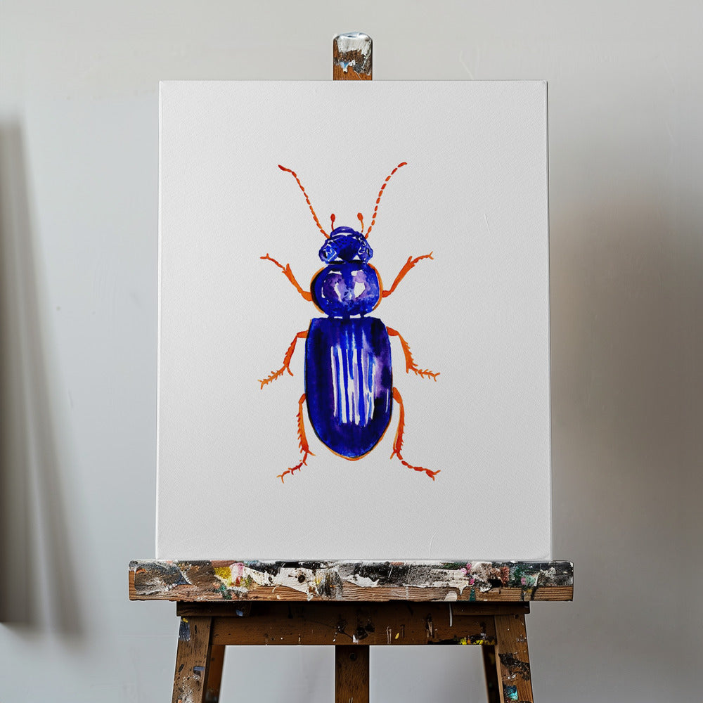 Ophonus minimus | Canvas