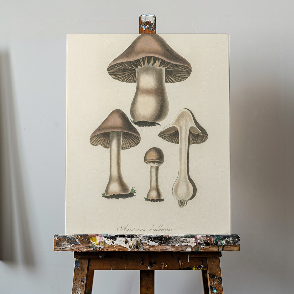 Illustration d'Agaricus Bulbosus. Botanique médicale 1836 | Tableaux sur Toile