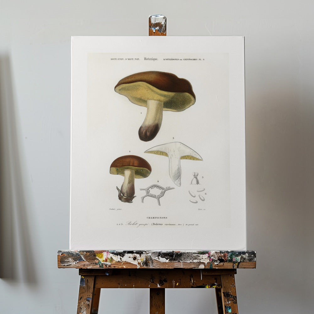 Champignon (boletus circinans) | Tableaux sur Toile