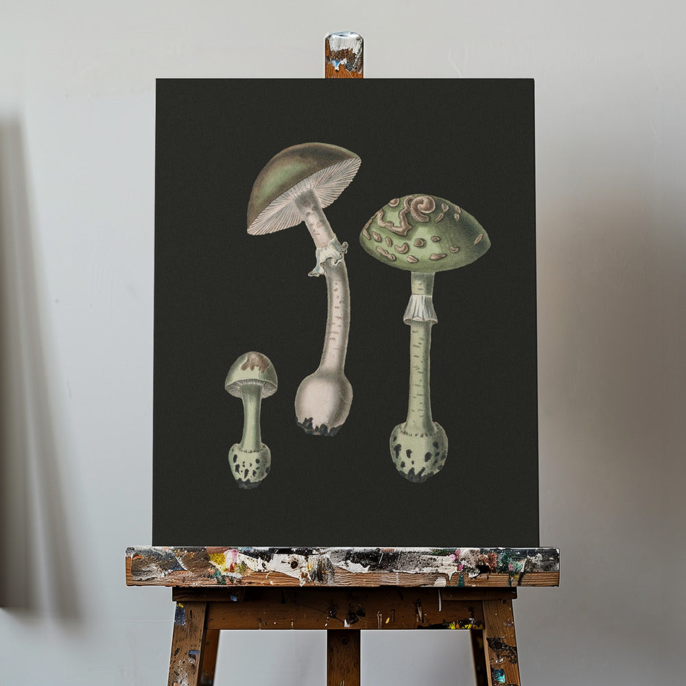 Amanita Muscaria Fond sombre | Tableaux sur Toile
