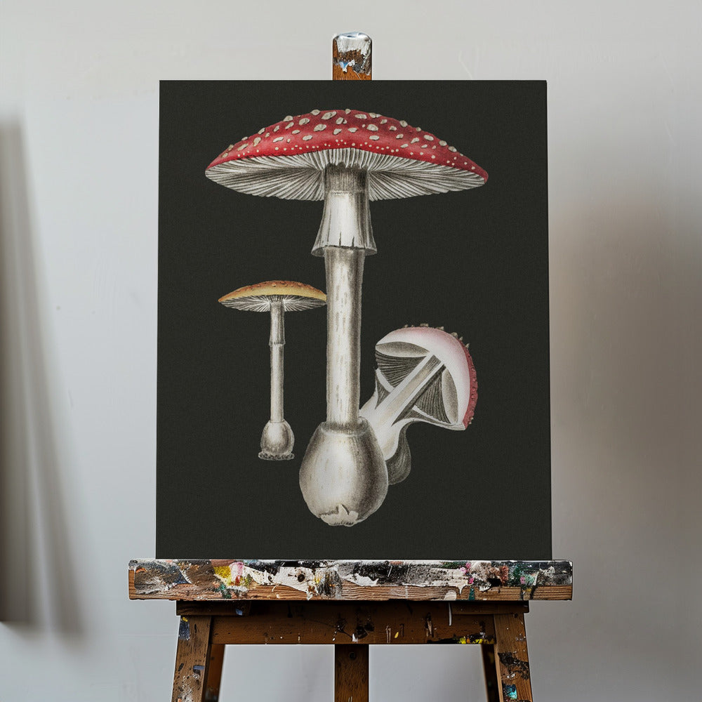 Punakärpässieni (Amanita Muscaria) Tumma tausta | Canvastaulut