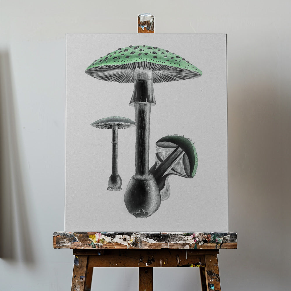 Amanita Muscaria Fondo Blanco Verde | Impresiones en Lienzo