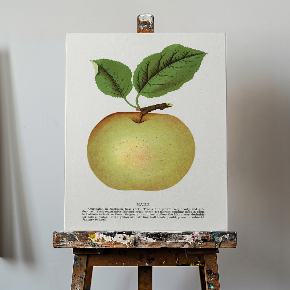 Mann Apple Lithograph | Canvas