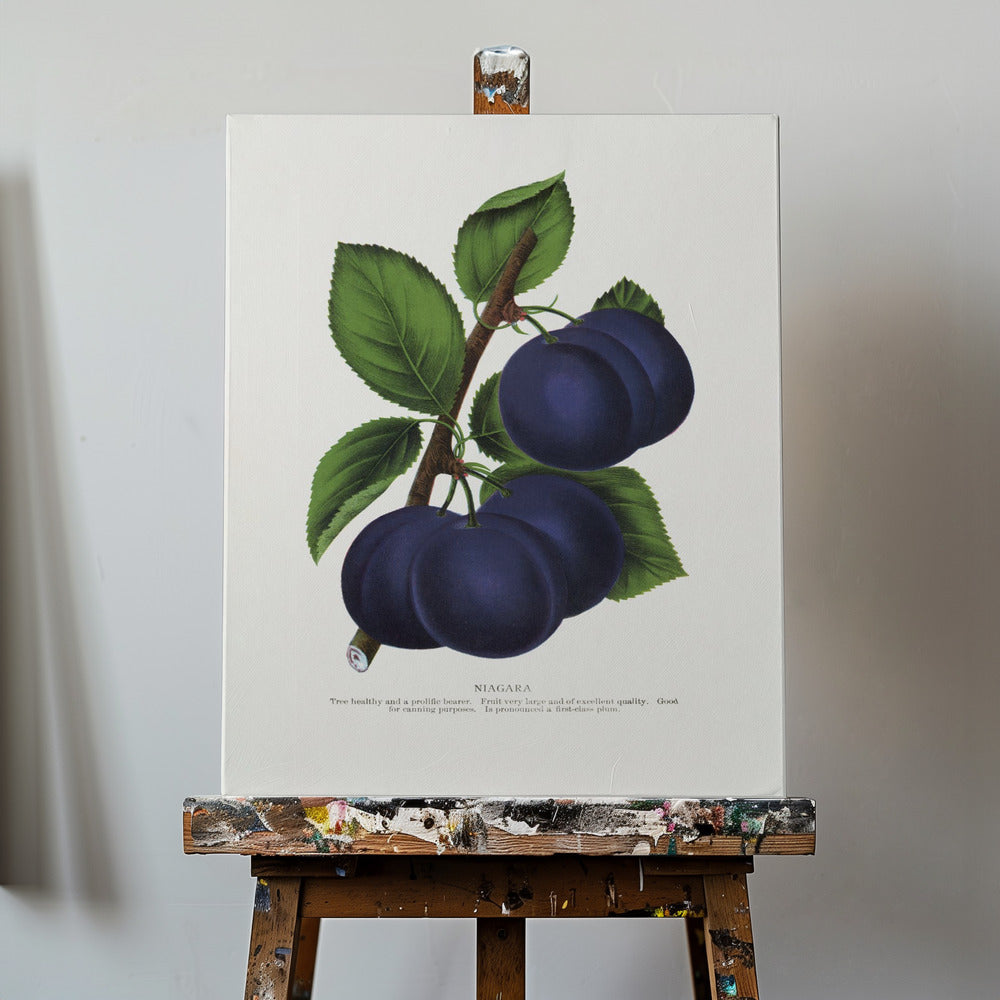Niagara Plum Lithograph | Canvas