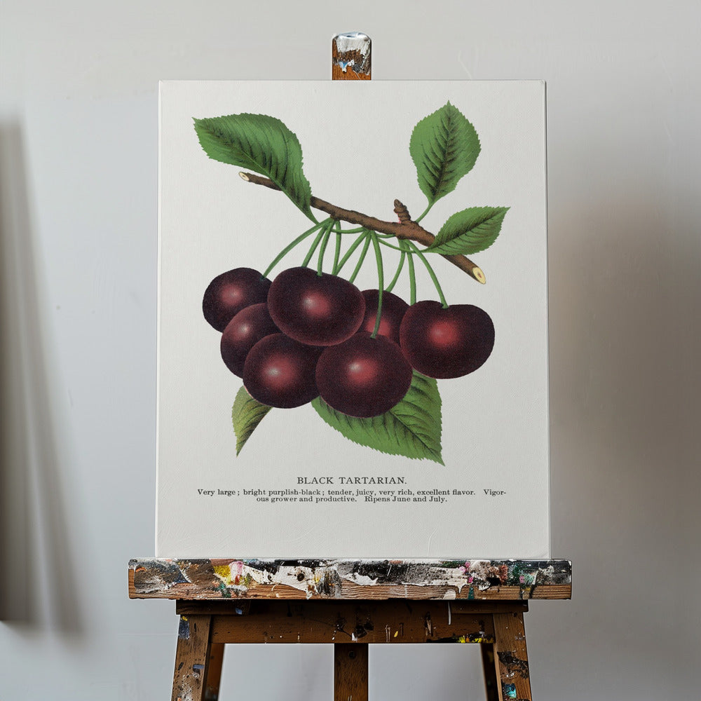 Black Tartarian Cherry Lithograph | Canvas