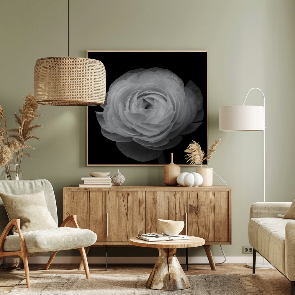 Ranunkel | Canvas
