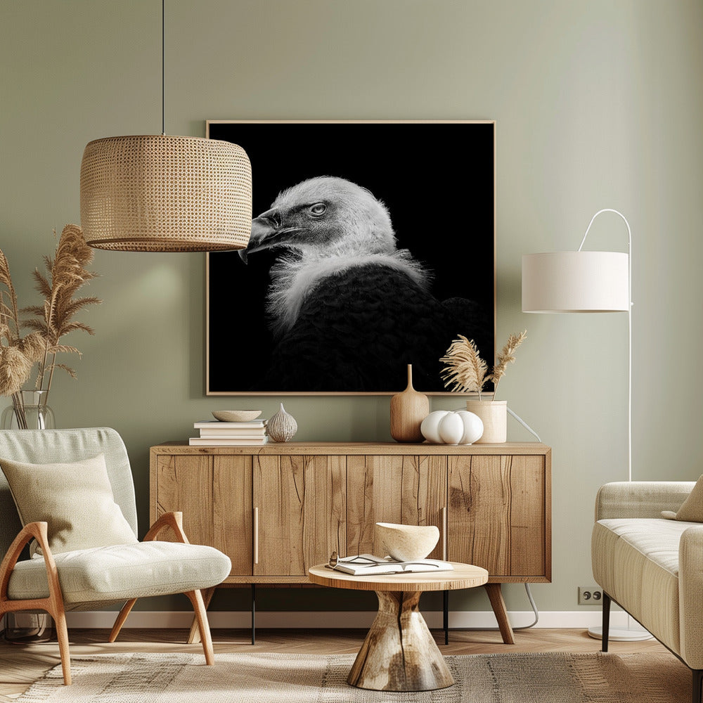 Eurasian Griffon #7 | Canvas