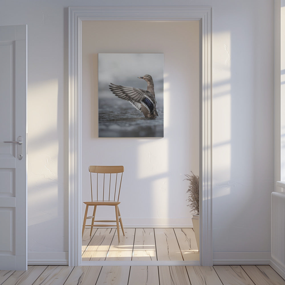 Vrouwtje wilde eend met uitgespreide vleugels | Canvasprints