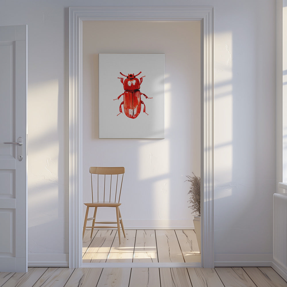 Uloma culinaris | Canvas