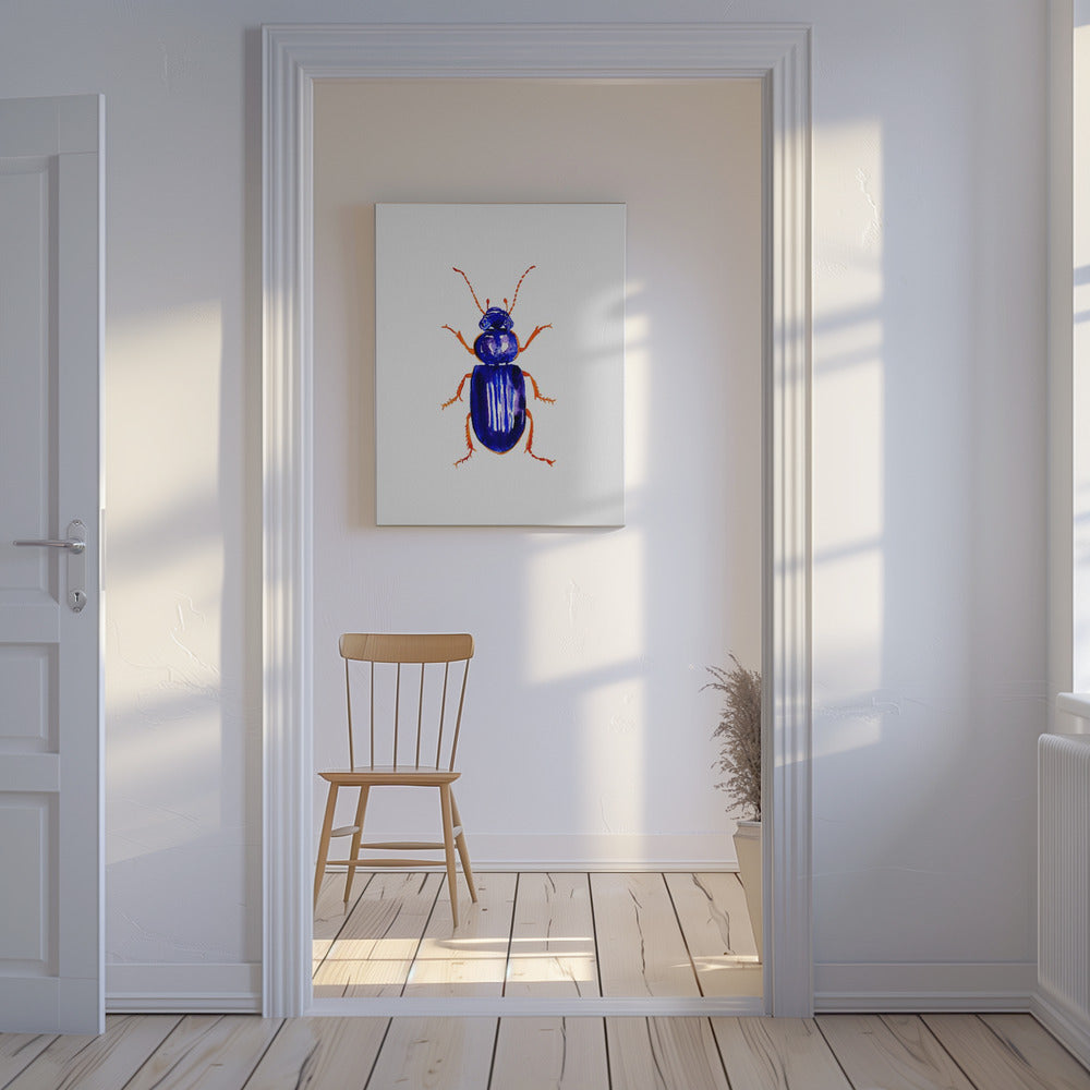 Ophonus minimus | Canvas