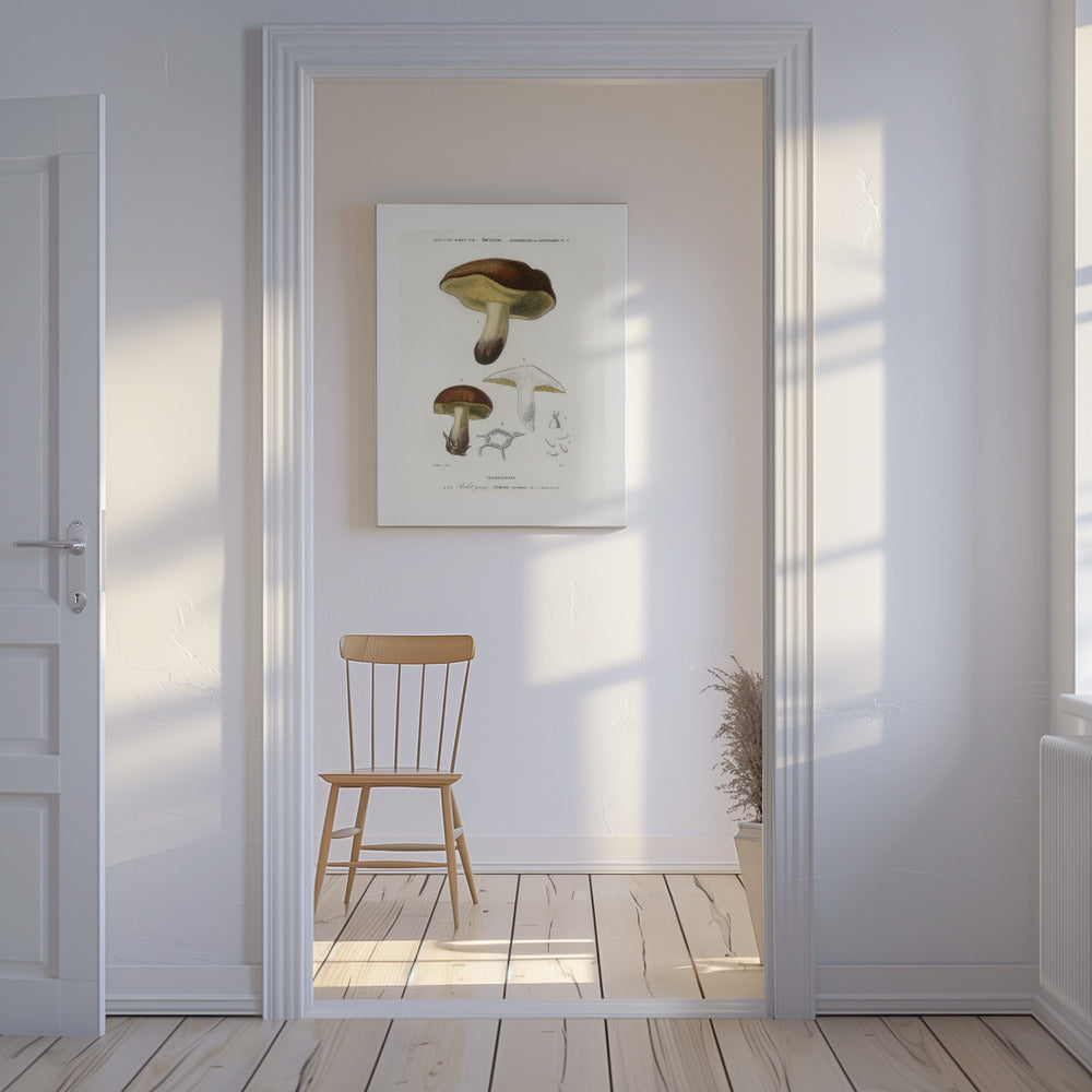 Champignon (boletus circinans) | Tableaux sur Toile