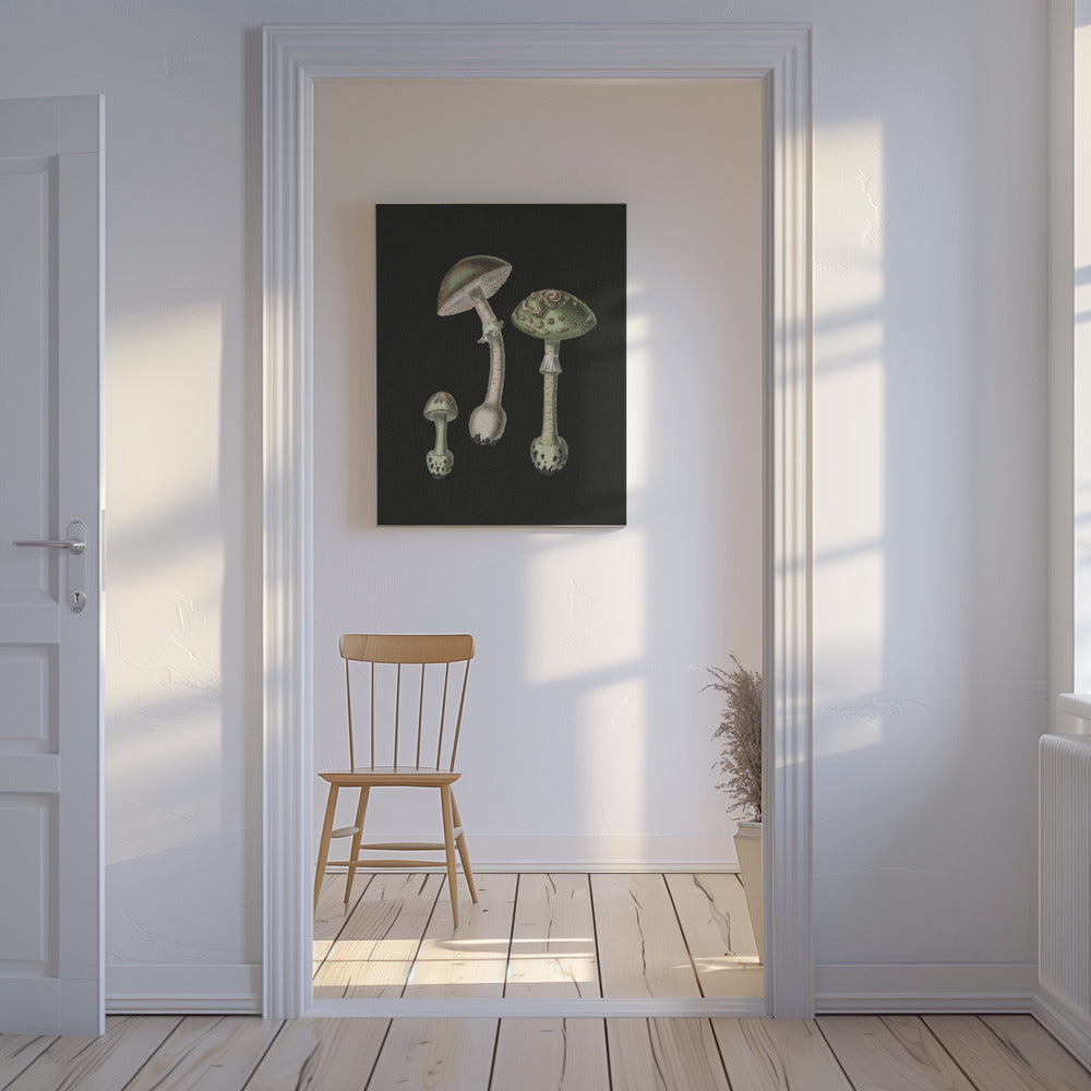 Amanita Muscaria Fond sombre | Tableaux sur Toile