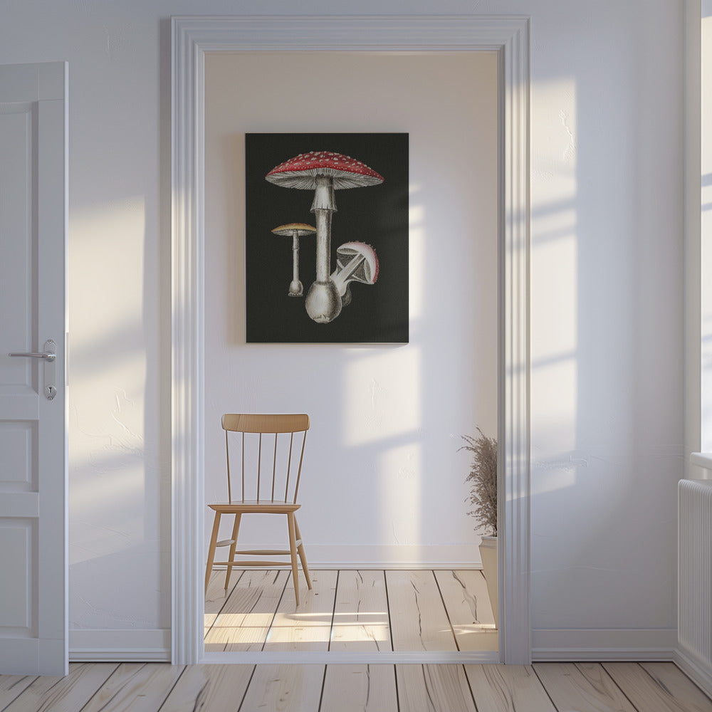 Punakärpässieni (Amanita Muscaria) Tumma tausta | Canvastaulut
