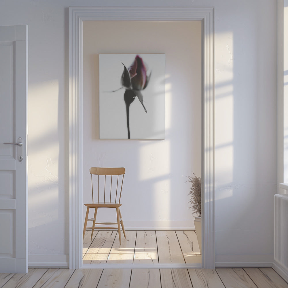 Elegant Rose | Canvas
