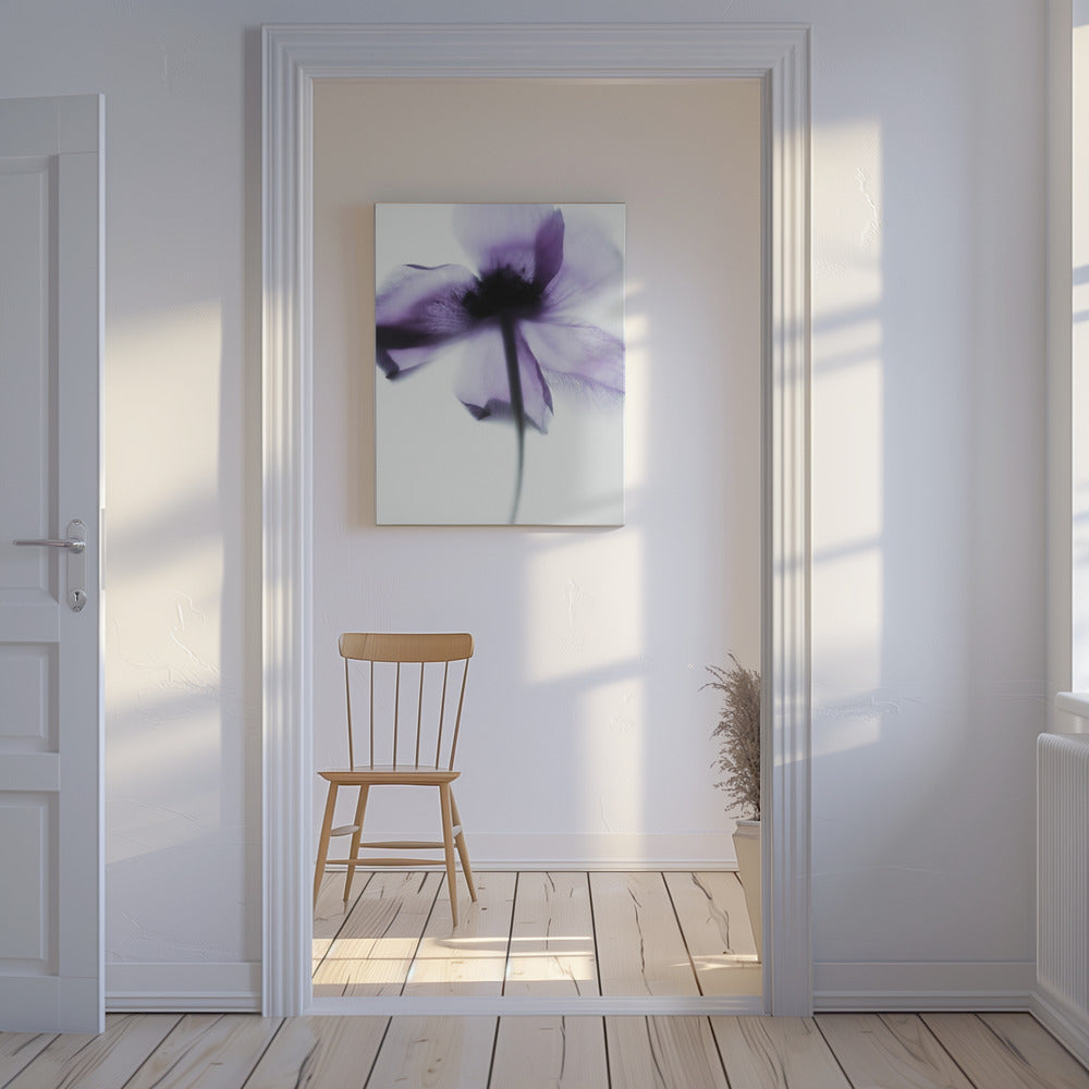 Purple Poppy | Canvas