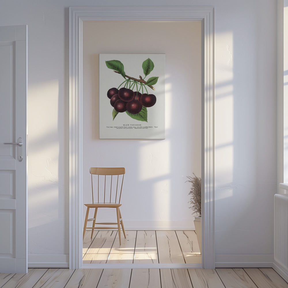 Black Tartarian Cherry Lithograph | Canvas