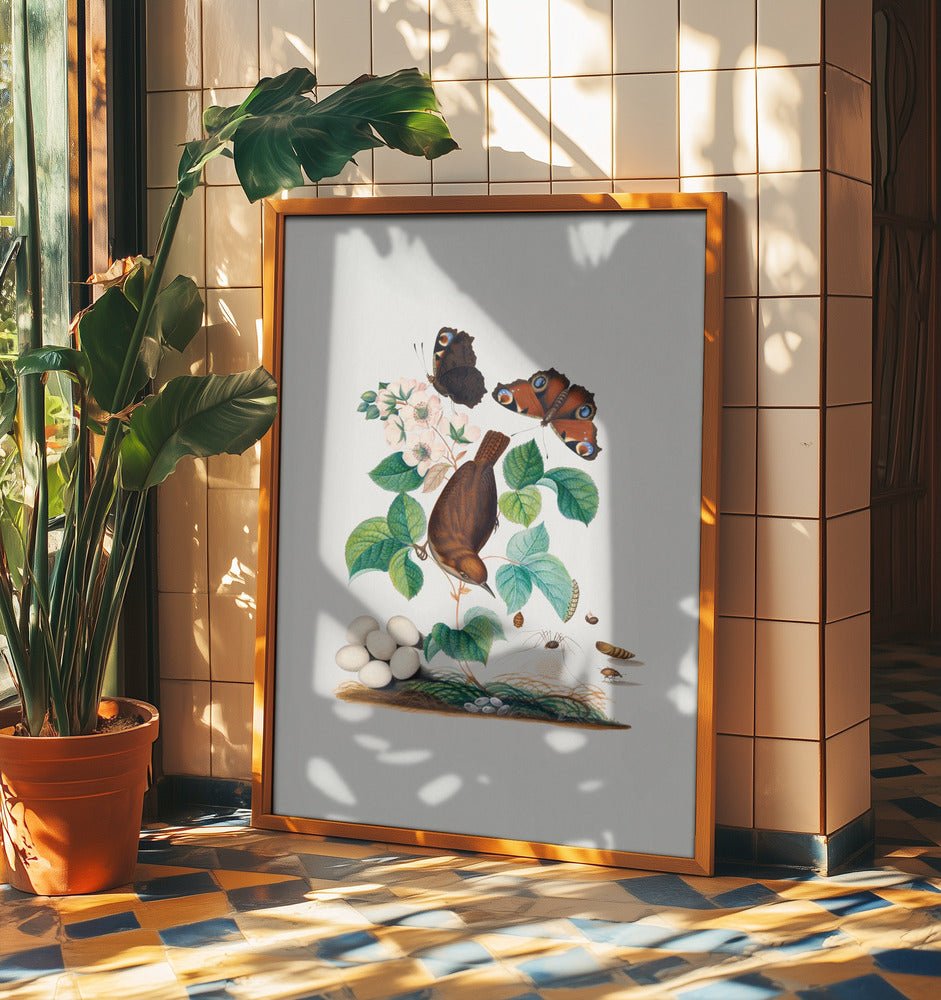 House Wren | Poster