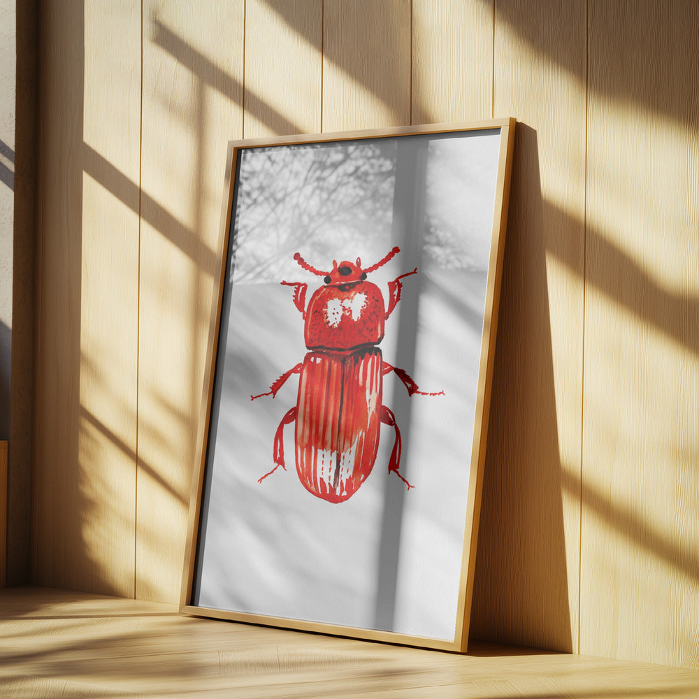 Uloma culinaris | Poster