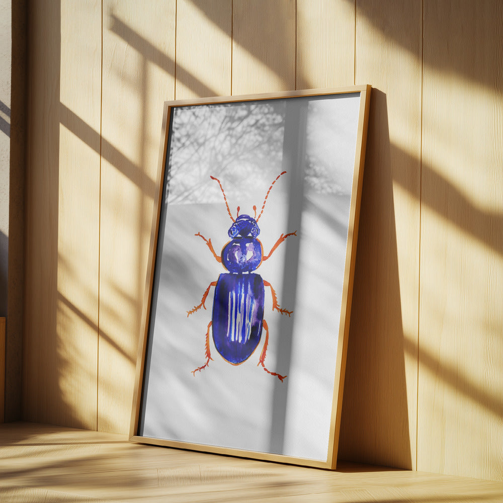 Ophonus minimus | Poster