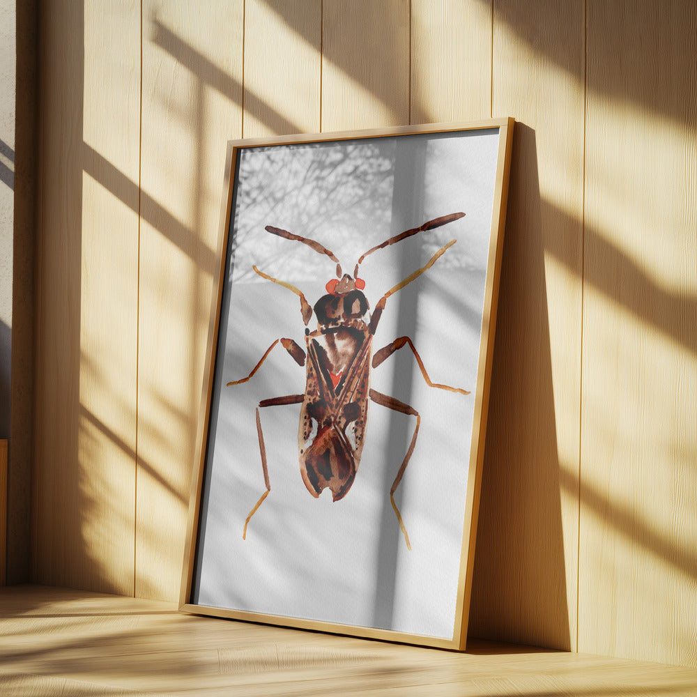 Dirt-colored seed bug or Rhyparochromus vulgaris | Poster